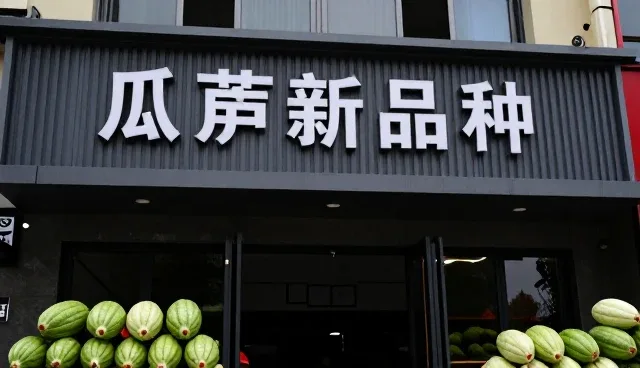 瓜蒌新品种在种植中的实际应用与效果分析